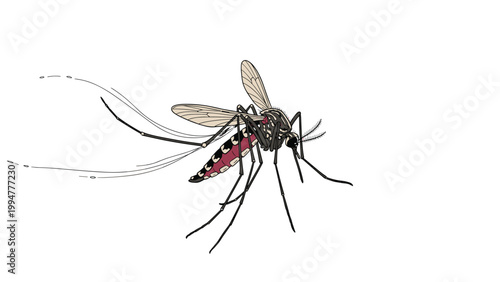 Scientifically accurate illustration of a mosquito with detailed anatomy including wings, legs, and striped abdomen.