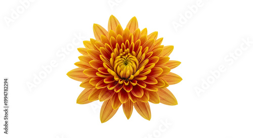 Vibrant Orange and Yellow Chrysanthemum Flower Head Isolated on White Background. Top View Macro of Blooming Dahlia Flower for Design Projects.