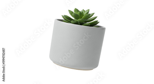 Green Succulent Houseplant in Minimalist Grey Ceramic Pot Isolated on White Background