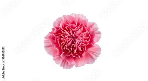 Beautiful Pink Carnation Flower Head Blooming Isolated on Plain White Background for Design