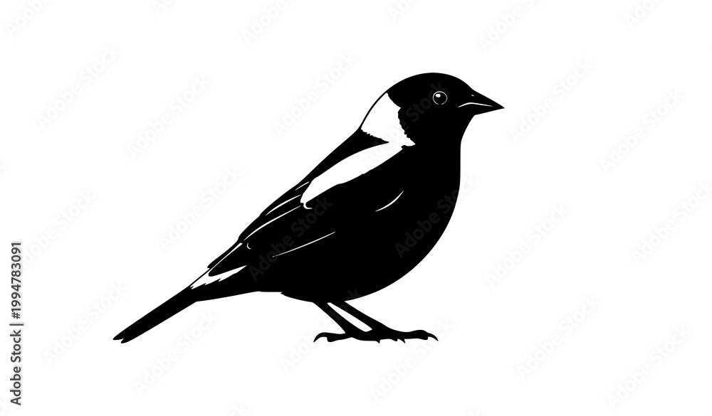 Fototapeta premium Bobolink bird silhouette side view vector illustration of small songbird isolated on white background