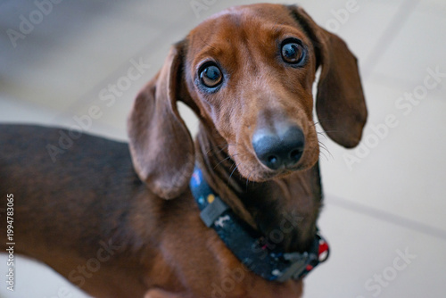 Dachshund dog in collar looking at camera