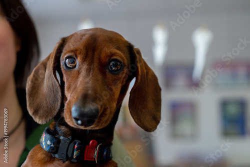 Dachshund dog in collar looking at camera