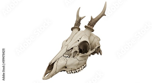 Deer skull with antlers on white background