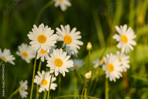 Beautiful white flowers of Leucanthemum vulgare. Commonly known as the ox-eye daisy, oxeye daisy, dog daisy, marguerite is a widespread flowering perennial plant native to Europe. 