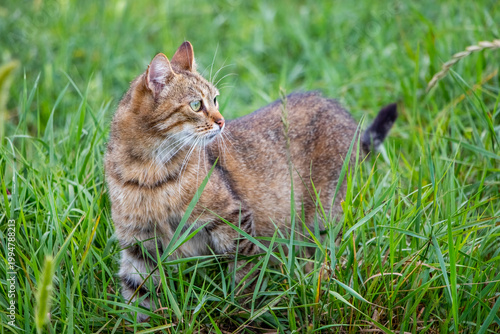 Fotografie Striped tabby cat with green eyes attentively looking aside standing in tall gre