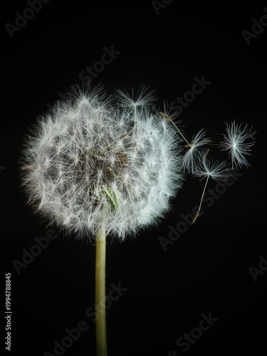 White fluffy dandelion with seeds blowing in the wind on black background.