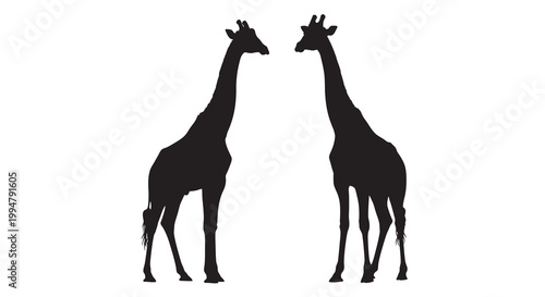Two giraffes stand facing each other in a striking silhouette