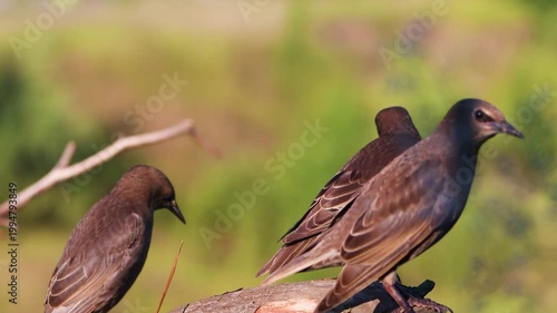 Close Up of a Young Starling Preening its Feathers on a Tree Branch