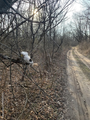 Serene forest path under soft sunlight, inviting exploration and tranquility in nature's embrace.