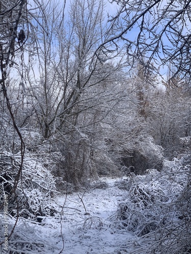 A serene winter landscape showcases frosted trees under a clear blue sky, inviting tranquility and beauty.