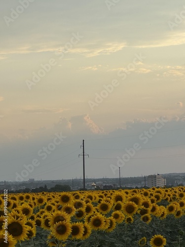 Field of blooming sunflowers under a soft sunset sky with cityscape in the distant background.
