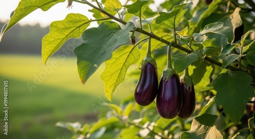 Three ripe purple eggplants hanging on a plant in a garden