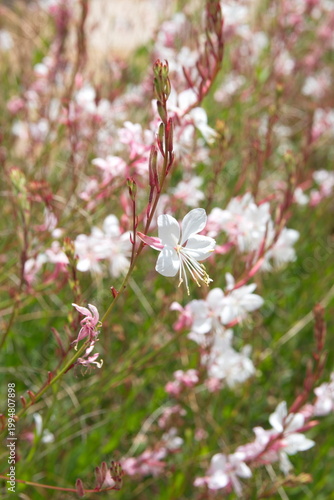 Gaura lindheimeri, with white flowers, ornamental summer plant