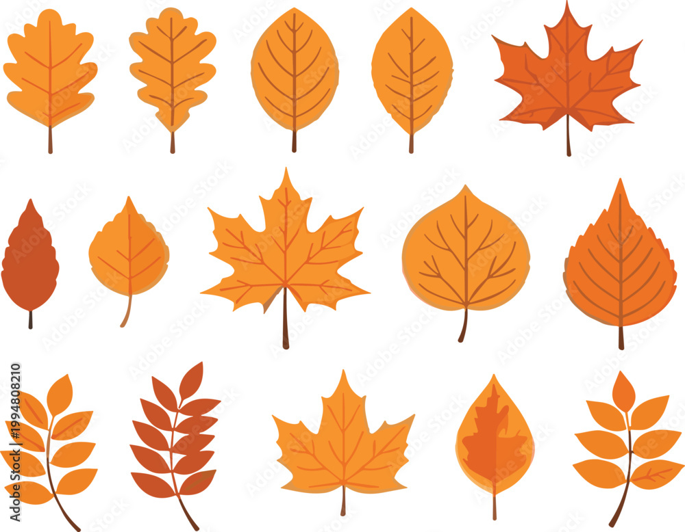 Fototapeta premium Autumn leaves set with different shapes and orange fall foliage isolated on white background for seasonal vector illustration design