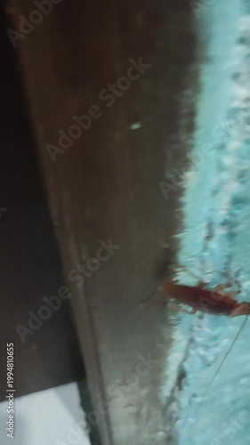 Large Cockroach Crawling on Wooden Door Frame