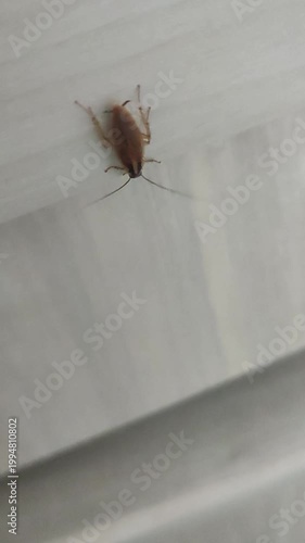 Small German Cockroach Crawling on White Surface Close-up