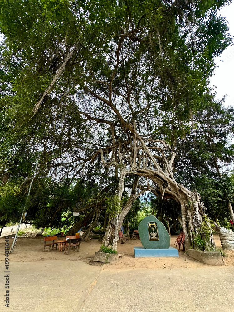 Obraz premium Vietnamese heritage ficus tree with unique aerial roots forming an archway at Tan Trao historical relic. Intertwining aerial roots create a majestic natural archway in front of the stone stele