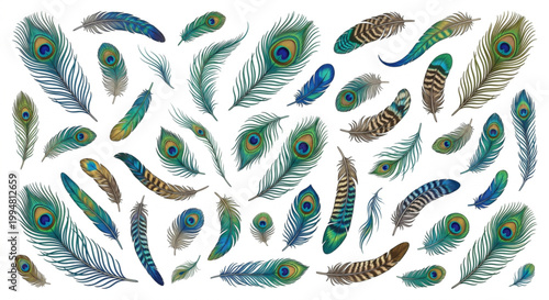 A stunning collection of vibrant and diverse peacock feathers, each with its unique pattern and color