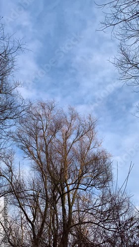 Tall bare trees with intricate branches reach up into a blue sky with soft clouds on a calm winter day.