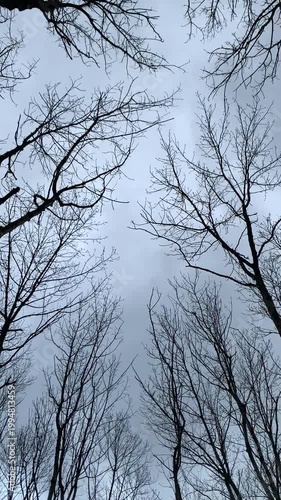 Bare tree branches reach toward a cloudy sky, creating a peaceful and moody woodland atmosphere.