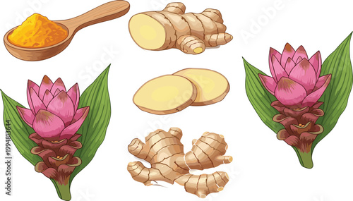 Turmeric powder, fresh ginger roots and slices with tropical flowers isolated on white background for herbal and spice vector illustration