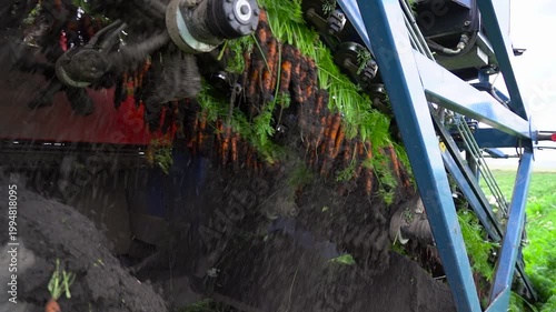 Close Up Tracking Shot of Fresh Carrots with Soil Moving on Harvester Conveyor Belt. This footage highlights the process of healthy food production, featuring the powerful machinery an fertile earth. 