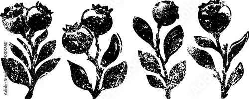 Vintage botanical illustration of pomegranate flowers and fruits with leaves in black ink