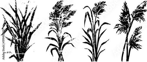 four vintage botanical illustrations of grass plants with detailed leaves and seed heads