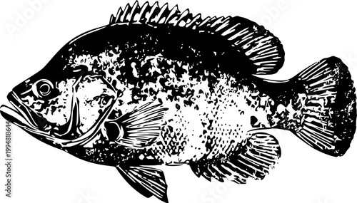 black and white illustration of a bass fish with detailed fins and textured scales