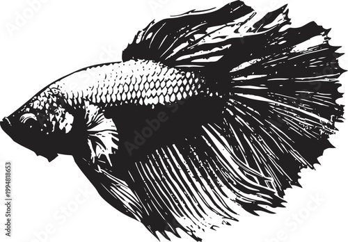 Black and white illustration of a betta fish with flowing fins and detailed scales design