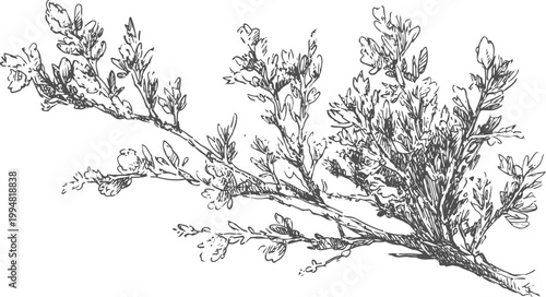 Delicate botanical illustration of wildflower branch with slender leaves and small buds in monochrome line art