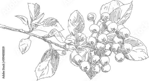 botanical sketch of berry branch with leaves and round fruits in vintage drawing