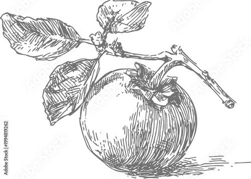 hand drawn persimmon fruit with leaves on branch vintage botanical illustration