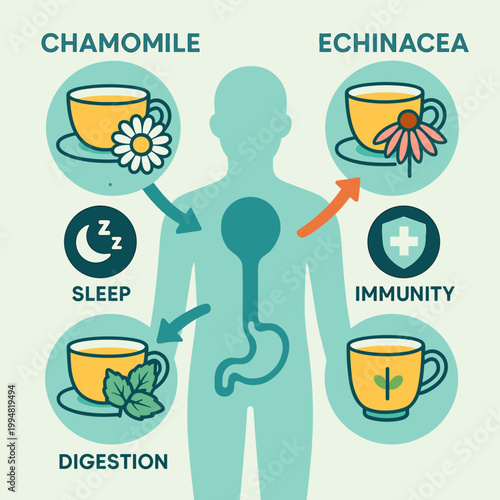Herbal teas benefits illustration for sleep, digestion, and immunity features
