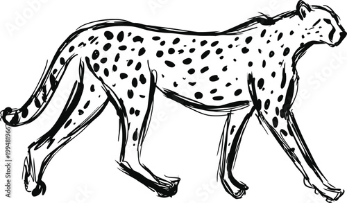 Black and white sketch of walking cheetah side profile with spotted fur and long tail illustration