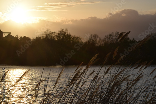 Tranquil lake at sunset with reed silhouettes and golden water reflections