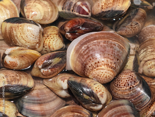 Close-up of fresh live short-necked clams (Paphia undulata) in water