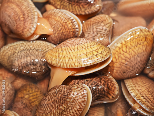 Close-up of fresh live short-necked clams (Paphia undulata) in water, lattice shell patterns