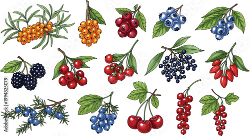 Wild Berries Collection with Blueberry, Raspberry, Blackberry, Cherry, and Rowan Branches for Botanical Design and Vector Illustration Set.