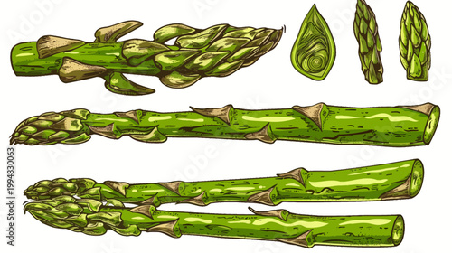 Watercolor illustration of asparagus stalks and cross sections on a white background