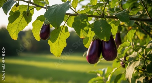 Fresh ripe eggplants growing on a green bush in the garden