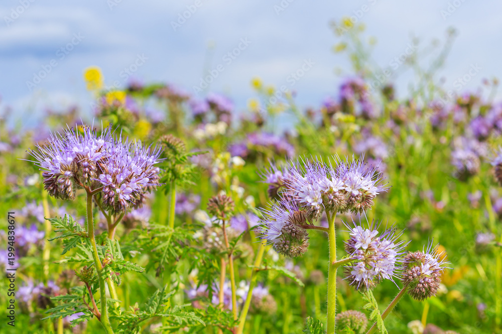 Fototapeta premium Flowers bloom in a field with purple blossoms under a clear sky during springtime