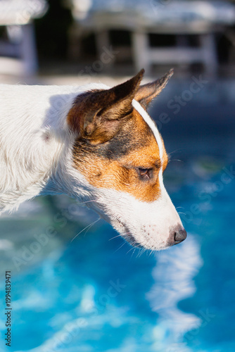 Side portrait of a young Jack Russell Terrier dog looking at something while standing at the edge of an outdoor swimming pool