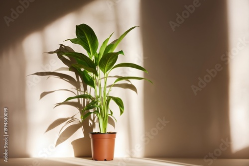 Green Plant in a Pot With Light and Shadow on the Wall in a Room During the Day