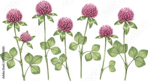 Fotografía Clover Flowers with Pink Blooms and Green Leaves Illustration for Botanical, Nat