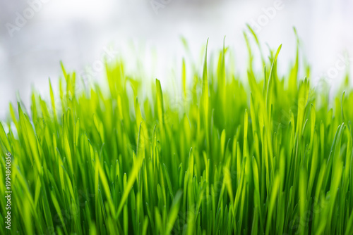 Easter wheat grass growing on window bench
