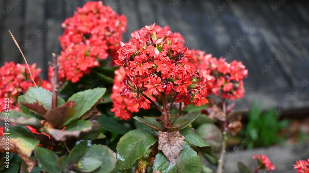 Obraz premium Cluster of vibrant red flowers with green leaves in a garden setting