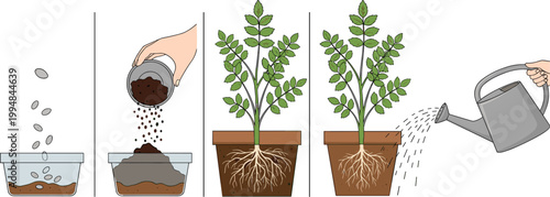 Step-by-Step Plant Growth Illustration Set Showing Seed Planting, Soil Addition, Root Development, and Watering Process for Gardening Guides