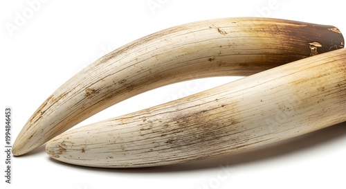 Two massive tusks laying on top of each other